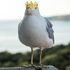 King_of_Seagulls