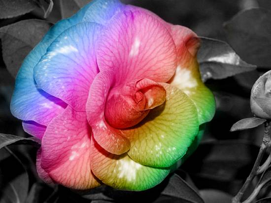 Multi colored flower