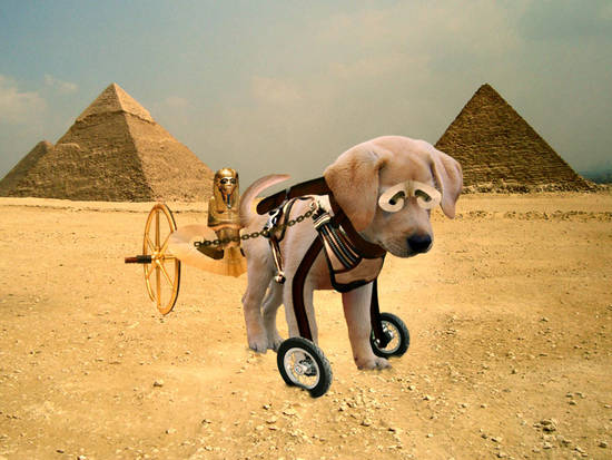 Doggy Chariot