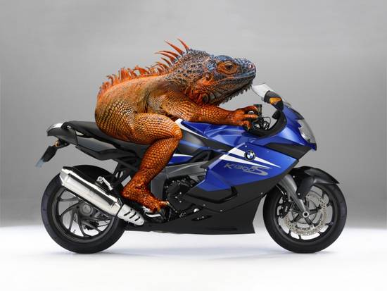 Iguana biker