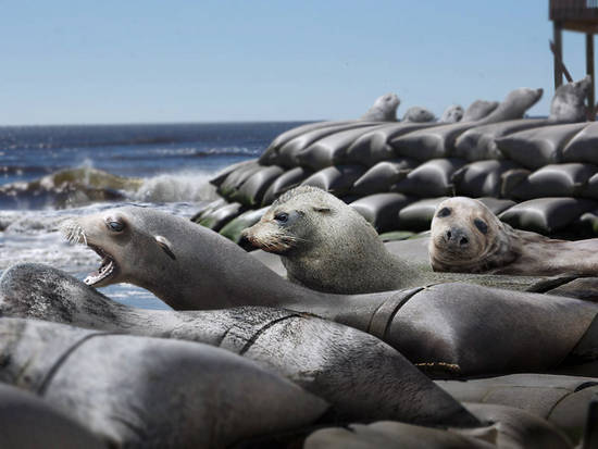 Beached Seals