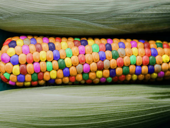 Colorful Maize
