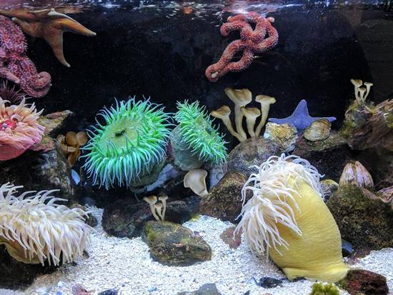Aquarium plants