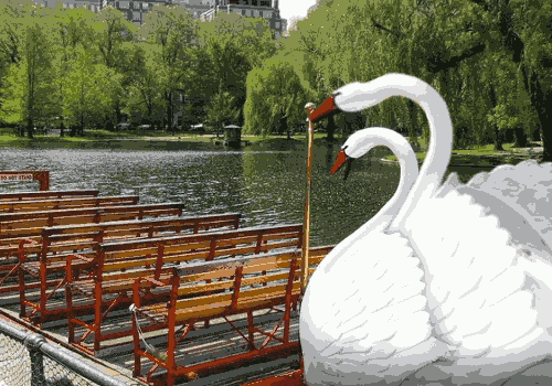 swan rider
