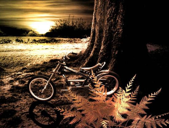 Bike Standing by Tree