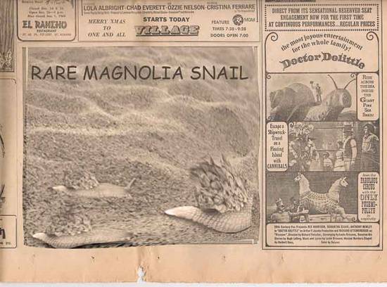 Magnolia Snail