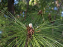 New Pine Growth