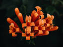 Orange Flowers, 4 entries