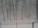 Snowy Fence And Trees