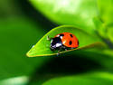 Ladybird on a Leaf