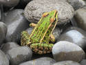 Frog On Stones
