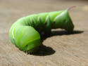 Squishy Green Worm