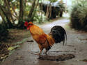 Rooster on Path