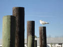 Pilings And Gull