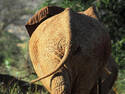 Elephant, 7 entries