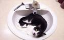 Cat In Sink