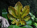 Exotic Leaf