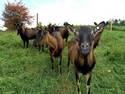 Herd Of Goats