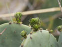 Cactus Growth