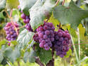Grapes On The Vine, 4 entries