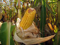 Corn On The Stalk