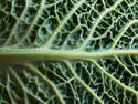 Green Leaf Texture, 4 entries