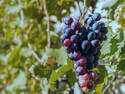 Grapes on a Vine, 4 entries