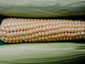 On-Off Corn