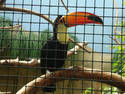 Caged Toucan