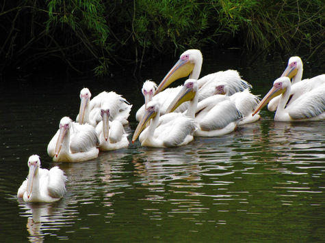 Pelican Family, 6 entries