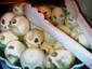 boiled skulls