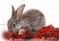 Rabbit eating berries