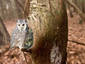 owl nest