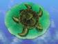 Basking Turtle