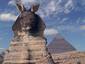 Australian Sphinx