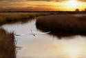 Sunset at the Marshlands