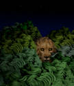 lion in bushes
