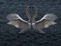I heart swans