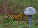 Crouching Tiger Hidden D