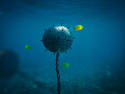 Underwater Bomb