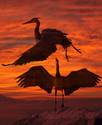 Heron dance at sunset