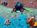 Diving the Cupcake Reef
