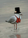 Sir Seagull