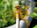 Golden Dragonfly