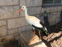 Super Stork,,,