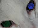 Blue Green Eyes