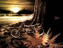 Bike Standing by Tree